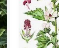 אלתית - Althaea officinalis