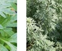 לענה (אבסינת) - Artemisia absinthium