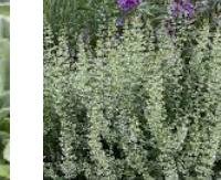קשקבל ארומטי - Calamintha nepeta