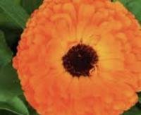 קלנדולה - Calendula officinalis