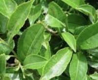 עלי תה אולונג - Camellia sinensis (oolong)