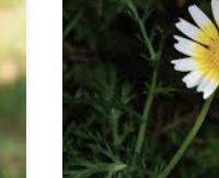 עלי חרצית - Chrysanthemum coronarium