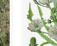 עולש - Cichorium intybus