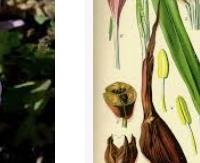 כרכום סתיו (קולכיקום) - Colchicum autumnale