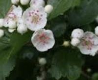 עוזרר אדום - Crataegus laevigata