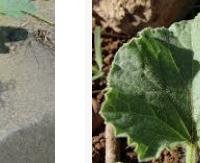 עלי מלון - Cucumis melo (leaves)