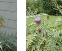 ארטישוק - Cynara scolymus