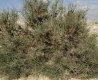 שרביטן מצוי - Ephedra alata