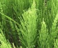 מצחצח (זנב סוס) - Equisetum arvense