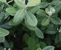 עלי פיג'ואה - Feijoa sellowiana leaves