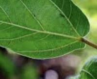 עלי שקמה - Ficus sycomorus (leaves)