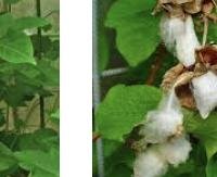 עלי כותנה - Gossypium herbaceum (leaves)