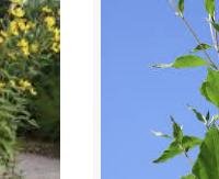 עלי ארטישוק ירושלמי - Helianthus tuberosus