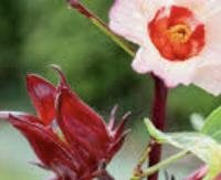 היביסקוס - Hibiscus sabdariffa