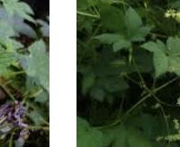 כשות (הופס) יפני - Humulus japonicus