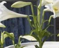שושן צחור - Lilium candidum