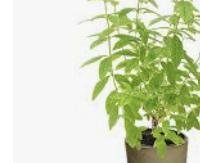 לואיזה לימונית - Lippia citriodora