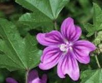 חלמית גדולה - Malva sylvestris