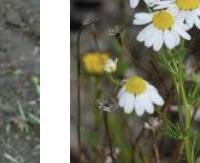 בבונג יהודי - Matricaria chamomilla (var. Judaica)