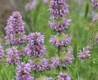 מונרדה לימונית - Monarda citriodora