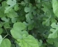 עלי תות עץ לבן - Morus alba (leaves)