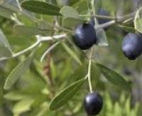 קלמטה אוליב - Olea europaea (Kalamata)