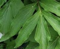 עלי אדמונית סינית - Paeonia lactiflora (leaves)