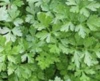 פטרוזיליה - Petroselinum crispum