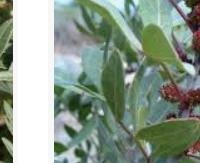 אלת המסטיק (שורש) - Pistacia lentiscus (root)