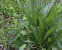 לחך - Plantago lanceolata