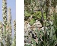 פרעושית גלדולה - Plantago psyllium