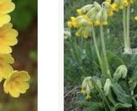 בכור אביב (פרימרוז) - Primula officinalis