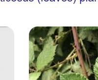 עלי תות יער - Rubus fructicosus (leaves)