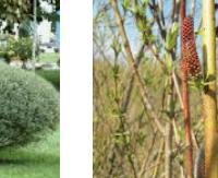 ערבה ורודה - Salix purpurea