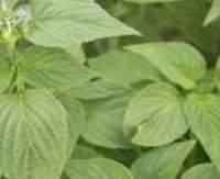 עלי מרווה ספרדית (צ'יה) - Salvia hispanica (leaves)