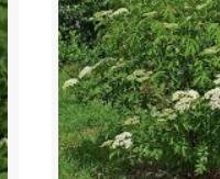 אלדרברי אמריקאי - Sambucus canadensis