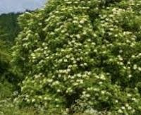 סמבוק שחור - Sambucus nigra