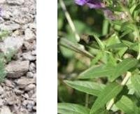 קערורית סינית - Scutellaria baicalensis