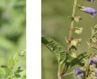 קערורית אמריקאית - Scutellaria lateriflora