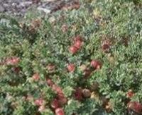 חמוציות - Vaccinium macrocarpon
