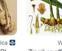 ג'ינג'ר - Zingiber officinale